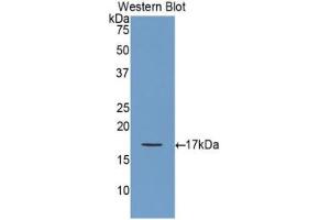 Western blot analysis of the recombinant protein. (GDNF antibody  (AA 78-211))