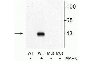 Western blot of recombinant wild type MEK 1 (WT) and mutant MEK 1 (T292A) (Mut). (MEK1 antibody  (pThr292))