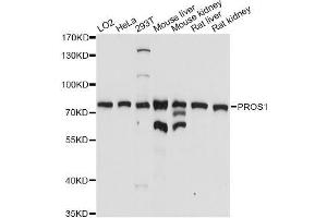 Western blot analysis of extracts of various cell lines, using PROS1 antibody (ABIN5970773) at 1/1000 dilution. (PROS1 antibody)