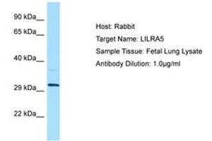 Image no. 1 for anti-Leukocyte Immunoglobulin-Like Receptor, Subfamily A (With TM Domain), Member 5 (LILRA5) (AA 60-109) antibody (ABIN6750052) (LILRA5 antibody  (AA 60-109))