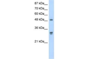 Western Blotting (WB) image for anti-DEAD (Asp-Glu-Ala-As) Box Polypeptide 19B (DDX19B) antibody (ABIN2462087) (DDX19B antibody)