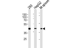 Western blot analysis of lysates from 293, HepG2 cell line, mouse spleen tissue lysate (from left to right), using STE Antibody (Center) (ABIN651772 and ABIN2840394). (STEAP2 antibody  (AA 229-258))