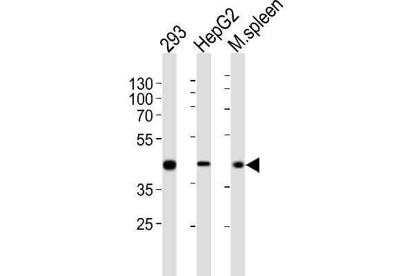 STEAP2 抗体  (AA 229-258)