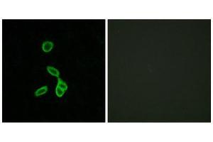 Immunofluorescence (IF) image for anti-Galanin Receptor 1 (GALR1) (Internal Region) antibody (ABIN1852961) (Galanin Receptor 1 antibody  (Internal Region))