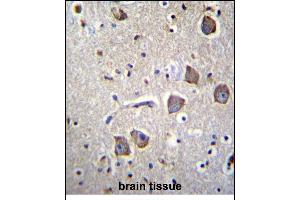 NRN1L Antibody (Center) (ABIN656859 and ABIN2846064) immunohistochemistry analysis in formalin fixed and paraffin embedded human brain tissue followed by peroxidase conjugation of the secondary antibody and DAB staining. (Neuritin 1-Like antibody  (AA 40-69))