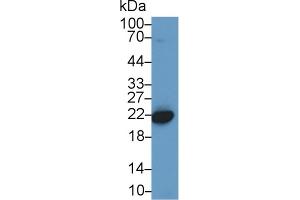 Western Blot; Sample: Mouse Placenta lysate; Primary Ab: 1µg/ml Rabbit Anti-Human CBX3 Antibody Second Ab: 0. (CBX3 antibody  (AA 1-183))