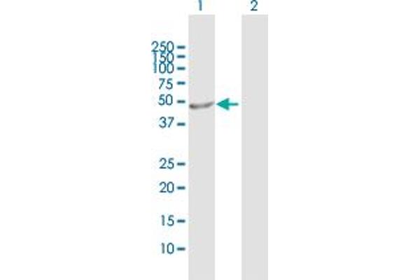 ALG1 antibody  (AA 1-464)