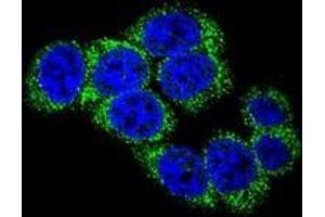 Confocal immunofluorescent analysis with 293 cell using DLL3  Antibody (C-term), followed by Alexa Fluor 488-conjugated goat anti-rabbit lgG (green). (DLL3 antibody  (C-Term))