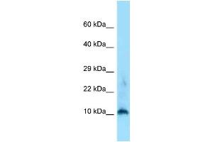 WB Suggested Anti-H3f3a Antibody Titration: 1. (Histone H3.3 antibody  (N-Term))