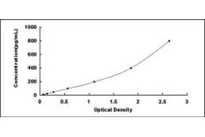 CD90 ELISA Kit