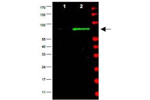 Western blot using Mdm2 polyclonal antibody  is shown to detect a band (arrow) corresponding to mouse Mdm2 protein present in mouse MEF cells (Lane 2), but not human kidney HEK293 cells (lane1). (MDM2 antibody  (AA 177-195))