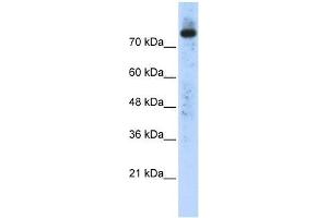 PLD2 antibody used at 0. (Phospholipase D2 antibody  (N-Term))
