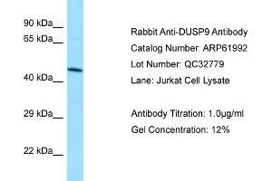 Western Blotting (WB) image for anti-Dual Specificity Phosphatase 9 (DUSP9) (C-Term) antibody (ABIN2788978) (DUSP9 antibody  (C-Term))