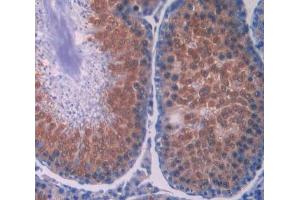 IHC-P analysis of testis tissue, with DAB staining. (Renin antibody  (AA 144-237))