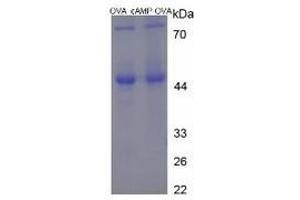 SDS-PAGE of Protein Standard from the Kit (OVA-cAMP). (CAMP ELISA Kit)
