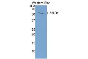 Western Blotting (WB) image for anti-Prolactin (PRL) (AA 1-226) antibody (ABIN1078459) (Prolactin antibody  (AA 1-226))