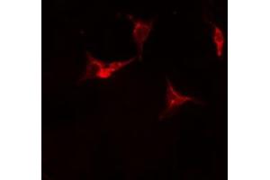 ABIN6275968 staining Hela cells by IF/ICC. (Adenosine A2a Receptor antibody  (Internal Region))