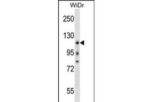 KIT Antibody (Center /) (ABIN1538491 and ABIN2838352) western blot analysis in WiDr cell line lysates (35 μg/lane). (KIT antibody  (AA 547-577))