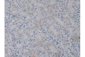 IHC-P analysis of Mouse Kidney Tissue, with DAB staining. (IL1F9 antibody  (AA 5-149))