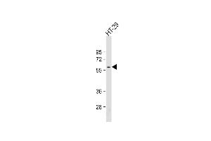 Anti-SRC Antibody at 1:500 dilution + HT-29 whole cell lysate Lysates/proteins at 20 μg per lane. (Src antibody)
