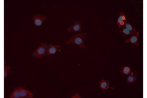 Immunofluorescence (fixed cells) (IF/ICC) image for anti-Ephrin A1 (EFNA1) (Internal Region) antibody (ABIN6261448)