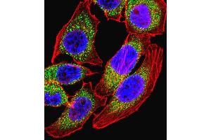 Immunofluorescence (IF) image for anti-Nuclear Factor of Activated T-Cells, Cytoplasmic, Calcineurin-Dependent 4 (NFATC4) antibody (ABIN2997183) (NFATC4 antibody)