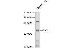Western blot analysis of extracts of Mouse lung, using PXDN antibody (ABIN7269230) at 1:1000 dilution. (Peroxidasin antibody)
