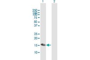 Western Blot analysis of BATF3 expression in transfected 293T cell line by BATF3 MaxPab polyclonal antibody. (BATF3 antibody  (AA 1-127))