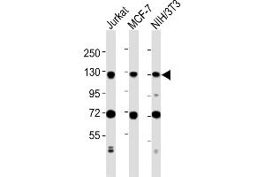 All lanes : Anti-MCM2 Antibody (C-term) at 1:2000 dilution Lane 1: Jurkat whole cell lysates Lane 2: MCF-7 whole cell lysates Lane 3: NIH/3T3 whole cell lysates Lysates/proteins at 20 μg per lane. (MCM2 antibody  (C-Term))