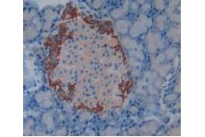 IHC-P analysis of Rat Pancreas Tissue, with DAB staining. (Complement Factor H antibody  (AA 975-1217))