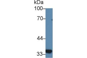 Detection of SLC30A8 in Human BXPC3 cell lysate using Polyclonal Antibody to Solute Carrier Family 30 Member 8 (SLC30A8) (SLC30A8 antibody  (AA 263-369))