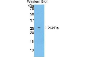 Western Blotting (WB) image for anti-Pepsin antibody (ABIN3208206) (Pepsin antibody)