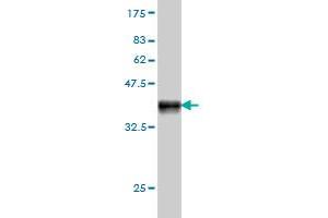 Western Blot detection against Immunogen (37. (RAD54B antibody  (AA 801-910))