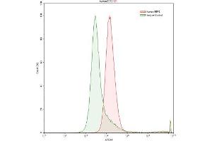 Detection of EEF2 in Raji human Burkitt's lymphoma cell line using Polyclonal Antibody to Eukaryotic Translation Elongation Factor 2 (EEF2) (EEF2 antibody  (AA 32-233))