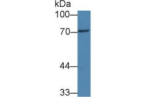 Western Blot; Sample: Rat Bladder lysate; Primary Ab: 3µg/ml Mouse Anti-Human PADI3 Antibody Second Ab: 0.
