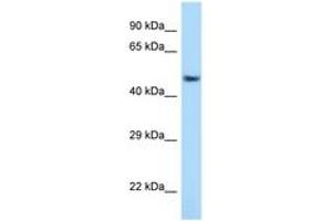 Image no. 1 for anti-Activating Transcription Factor 7 (AFT7) (AA 397-446) antibody (ABIN6748021) (AFT7 antibody  (AA 397-446))