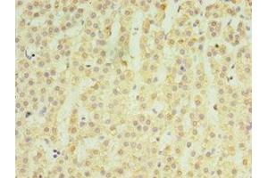 Immunohistochemistry of paraffin-embedded human adrenal gland tissue using ABIN7159050 at dilution of 1:100