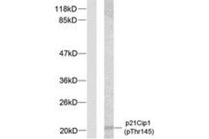 Western blot analysis of extracts from HeLa cells treated with EGF, using p21 Cip1 (Phospho-Thr145) Antibody.