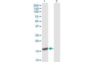 Western Blot analysis of PPIA expression in transfected 293T cell line by PPIA monoclonal antibody (M01), clone 1F4-1B5. (PPIA antibody  (AA 1-165))