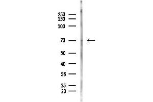 anti-Cell Division Cycle 7 (CDC7) (N-Term) antibody