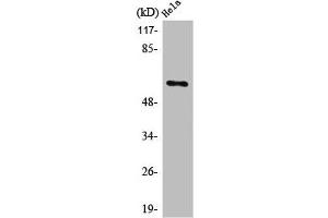 Western Blot analysis of COLO205 cells using PLK-5 Polyclonal Antibody (PLK5 antibody  (Internal Region))