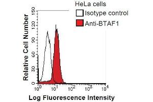 HeLa cells were fixed in 2% paraformaldehyde/PBS and then permeabilized in 90% methanol. (BTAF1 antibody)