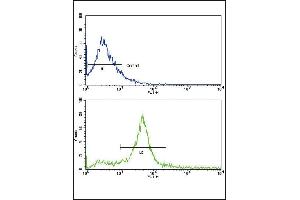 Flow cytometric analysis of 293 cells using ErbB3 Antibody (N-term) (bottom histogram) compared to a negative control cell (top histogram). (ERBB3 antibody  (N-Term))