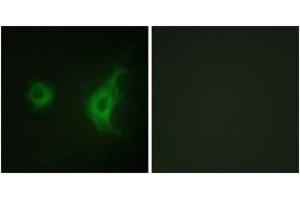 Immunofluorescence (IF) image for anti-Kinesin Family Member 20A (KIF20A) (AA 501-550) antibody (ABIN2888893) (KIF20A antibody  (AA 501-550))