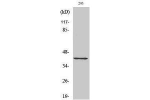 Western Blotting (WB) image for anti-Cyclin-Dependent Kinase 7 (CDK7) (C-Term) antibody (ABIN3183842) (CDK7 antibody  (C-Term))