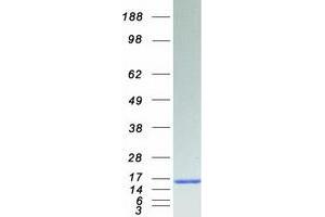Western Blotting (WB) image for FK506 Binding Protein 1A, 12kDa (FKBP1A) (Transcript Variant 12A) protein (Myc-DYKDDDDK Tag) (ABIN2721206)