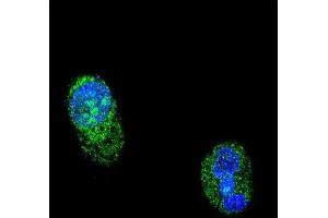 Immunofluorescence (IF) image for anti-HNF1 Homeobox A (HNF1A) antibody (ABIN3003881) (HNF1A antibody)