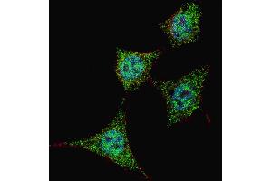 Fluorescent confocal image of HeLa cells stained with phospho-Bad-S99 antibody. (BAD antibody  (pSer99))