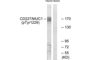 Western blot analysis of extracts from HepG2 cells, treated with PMA (125ng/ml, 30mins), using CD227/MUC1 (Phospho-Tyr1229) antibody. (MUC1 antibody  (pTyr1229))