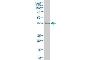 CDX4 monoclonal antibody (M12), clone 1E9 Western Blot analysis of CDX4 expression in HeLa . (CDX4 antibody  (AA 202-284))